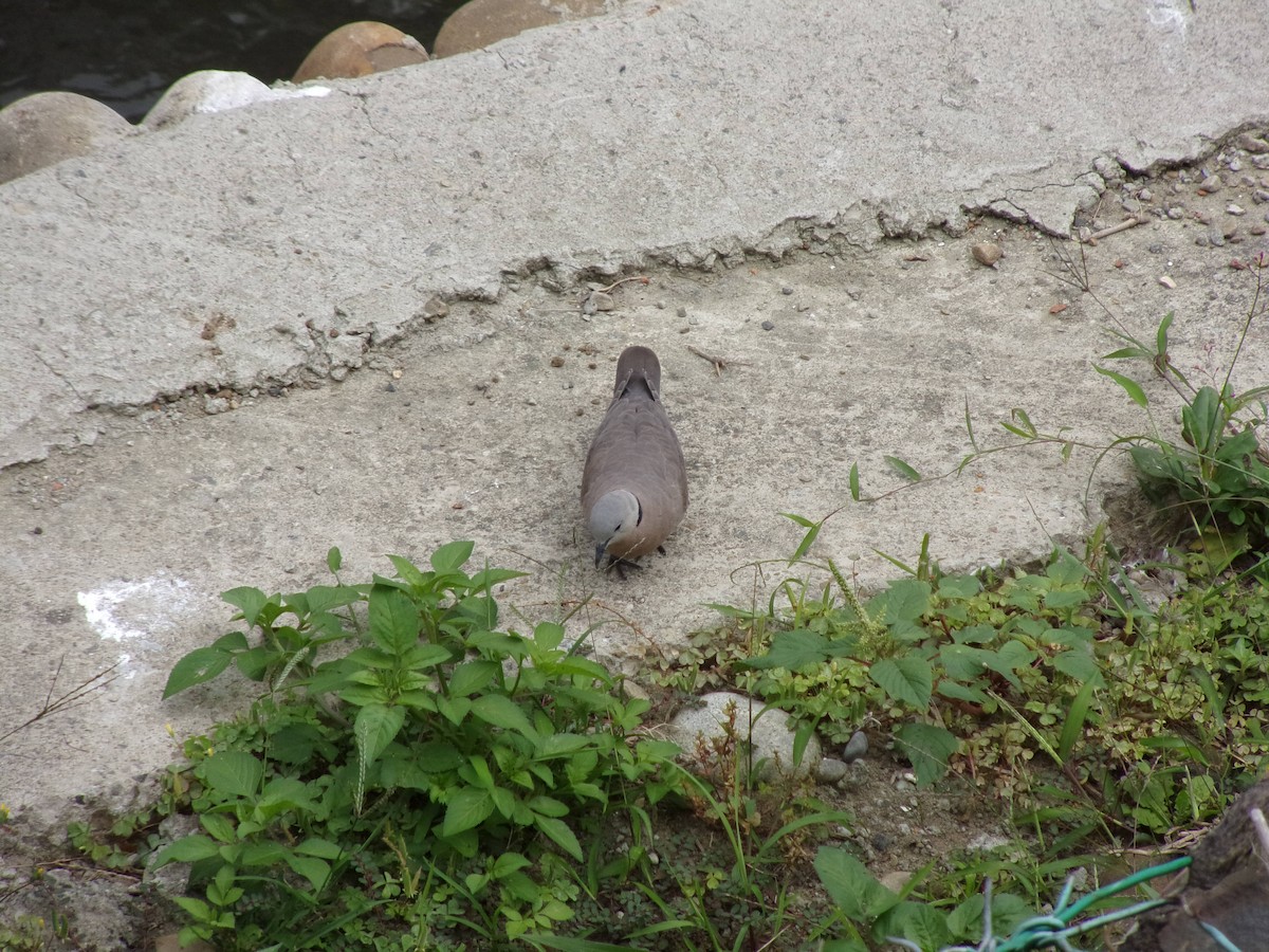 Red Collared-Dove - ML448271101