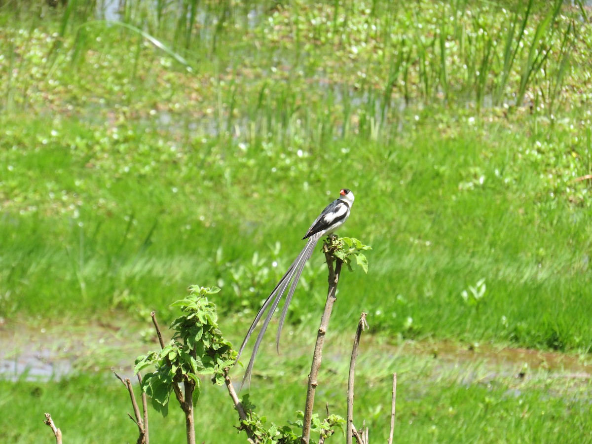 Pin-tailed Whydah - ML448271141