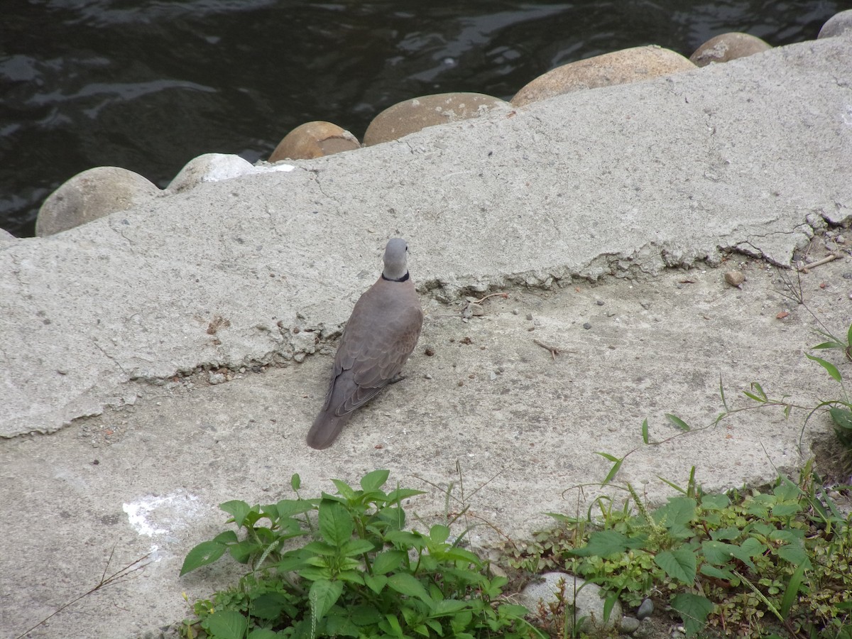 Red Collared-Dove - ML448271191