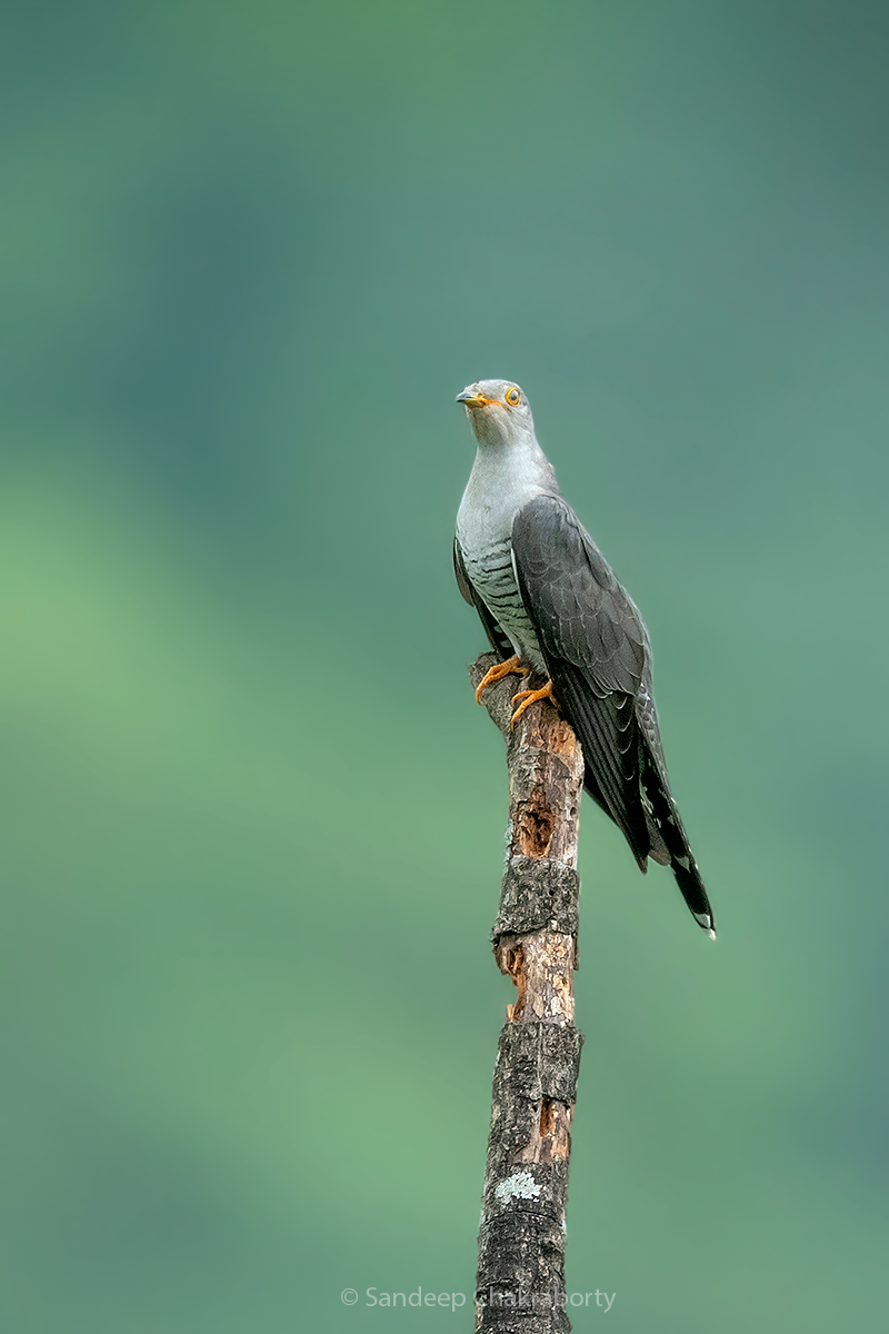 Common Cuckoo - ML448271251