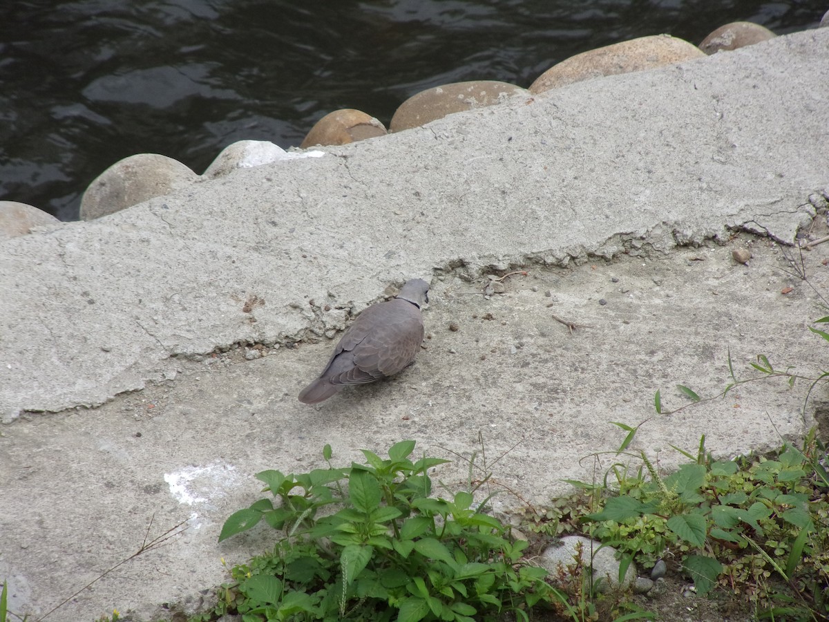 Red Collared-Dove - ML448271261