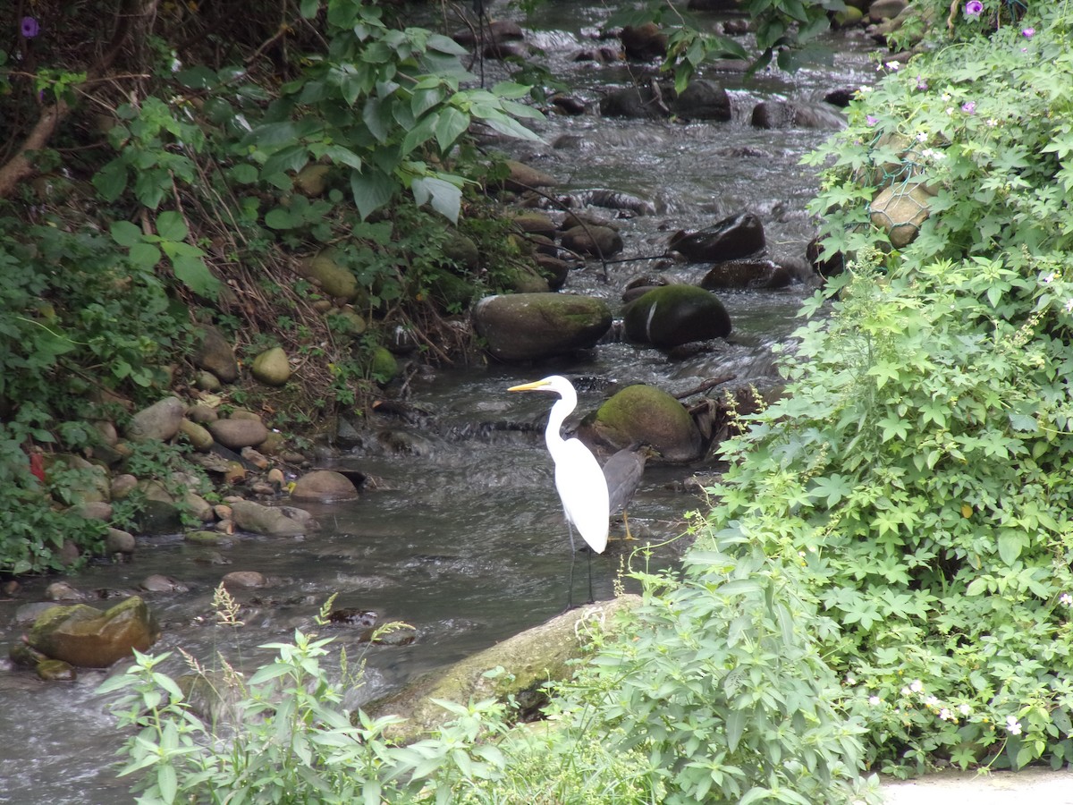 Great Egret (modesta) - ML448271451