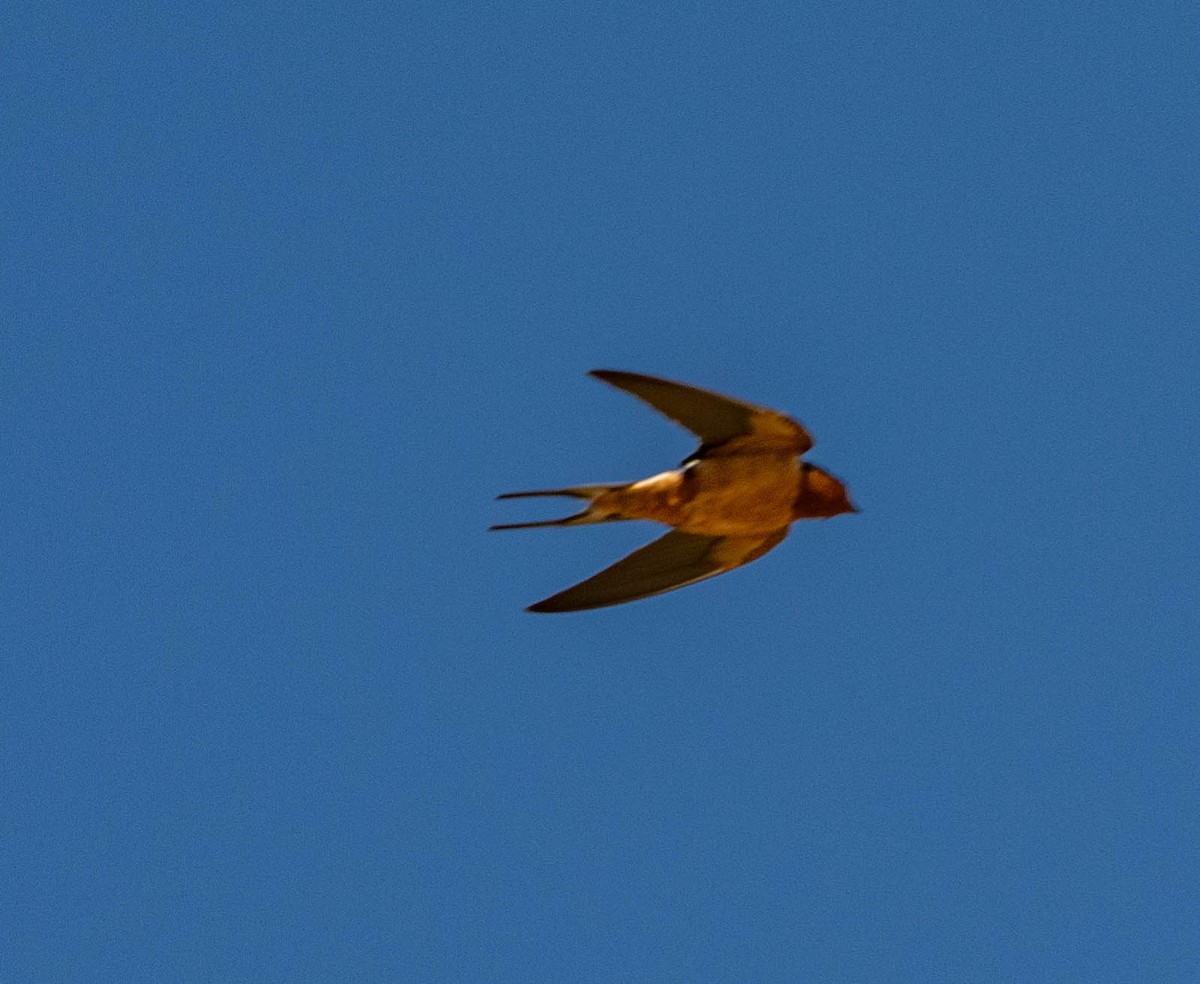 Barn Swallow - ML448271521