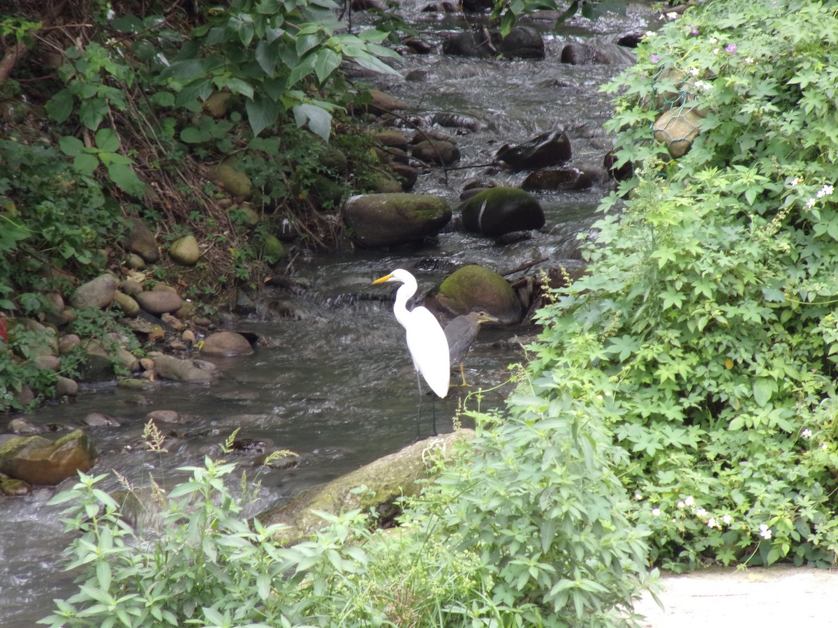 Great Egret (modesta) - ML448271561