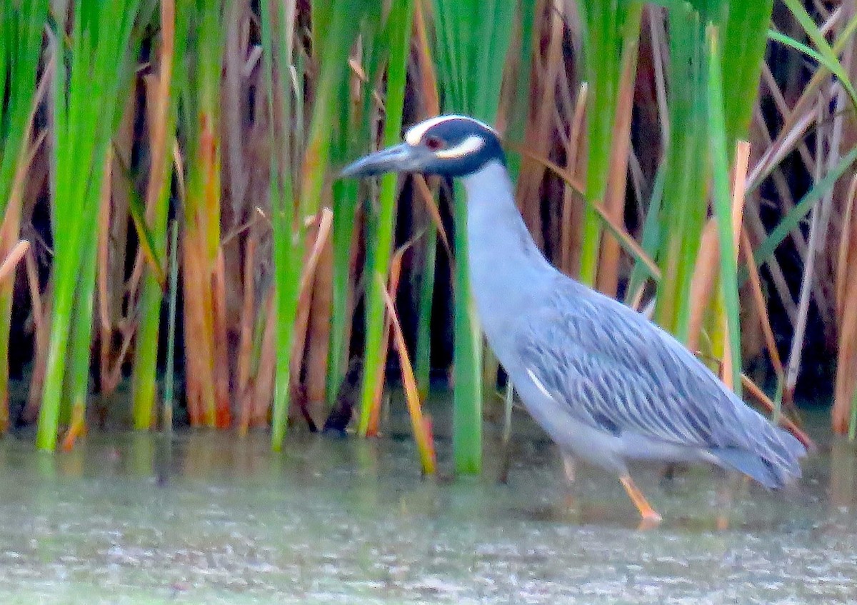 Yellow-crowned Night Heron - ML448271721