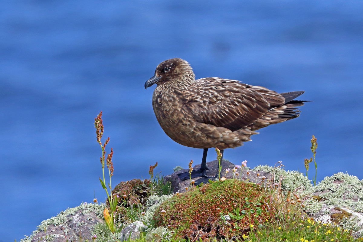 Great Skua - Nigel Voaden