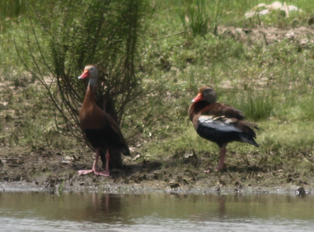 Black-bellied Whistling-Duck - ML448272971