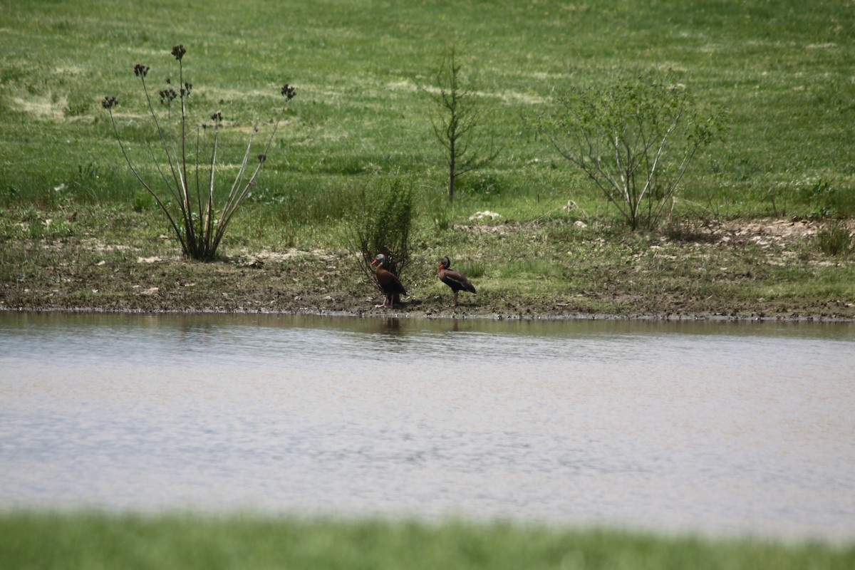 Black-bellied Whistling-Duck - ML448273201