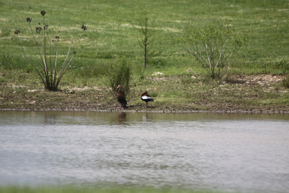 husička černobřichá - ML448273211