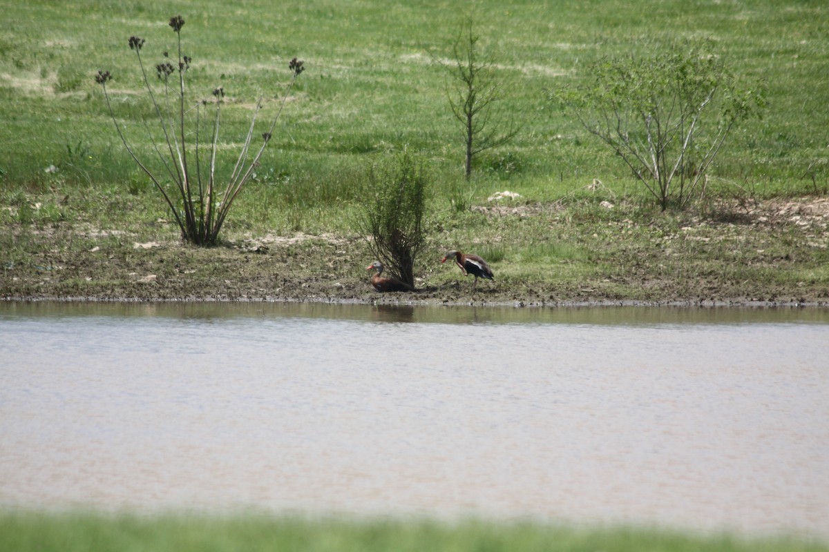 Black-bellied Whistling-Duck - ML448273221