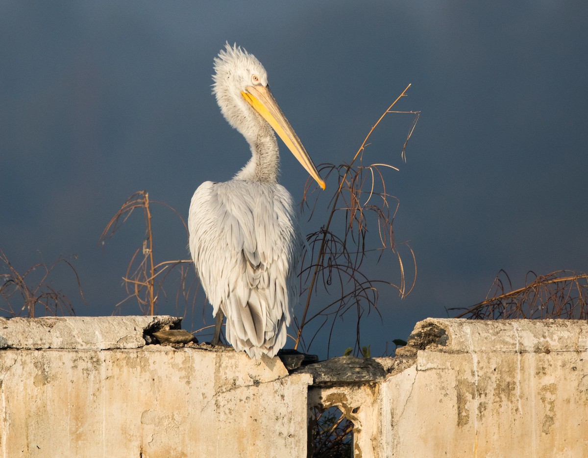 Dalmatian Pelican - Rhys Marsh