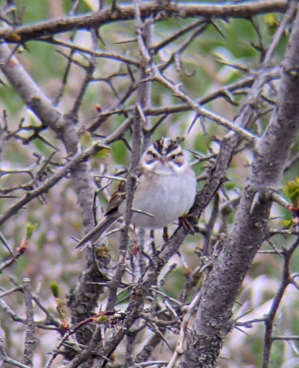 Clay-colored Sparrow - ML448273581