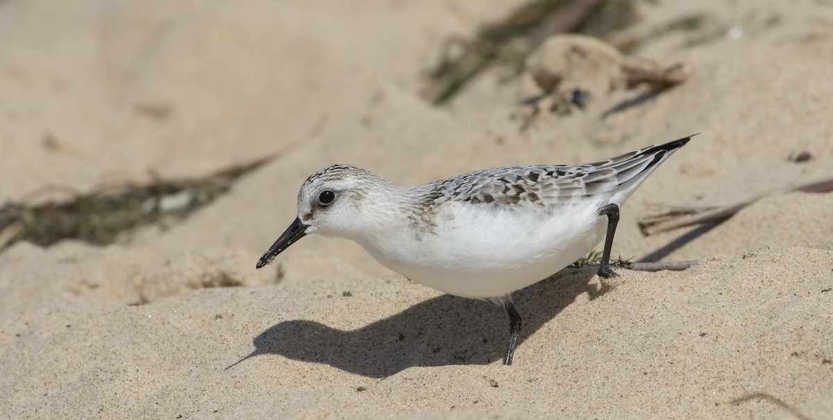 Sanderling - Caleb Putnam