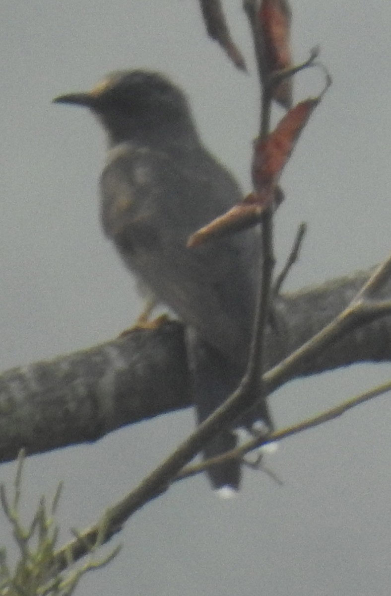 Gray-bellied Cuckoo - ML448275161