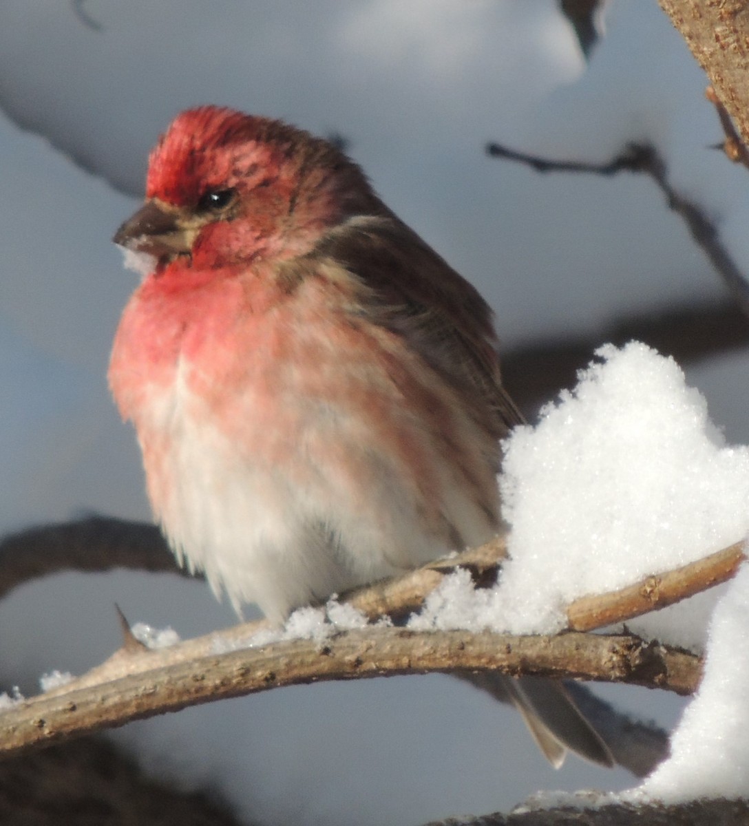 Чечевиця кармінова (підвид purpureus) - ML44827541