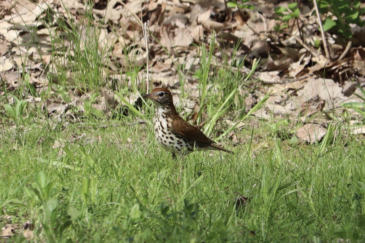 Wood Thrush - ML448277961