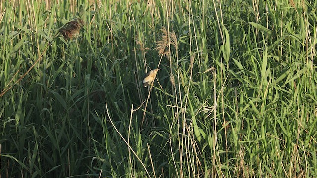 Little Bittern - ML448279151