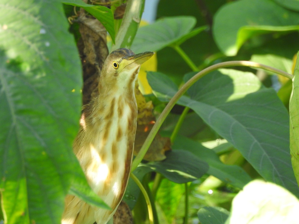 Yellow Bittern - ML448282631