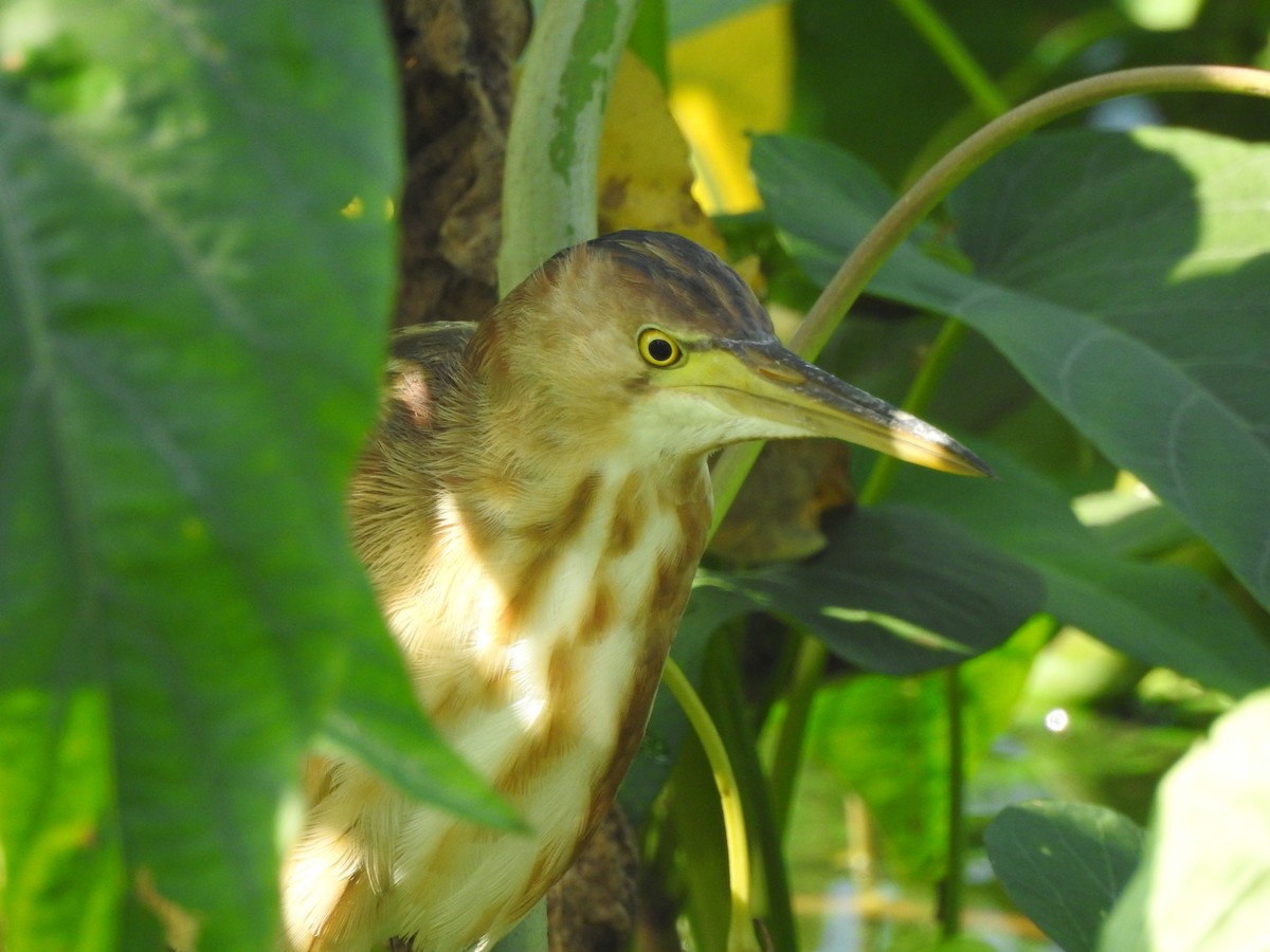 Yellow Bittern - ML448282641