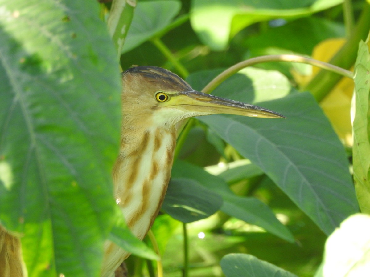 Yellow Bittern - ML448282691