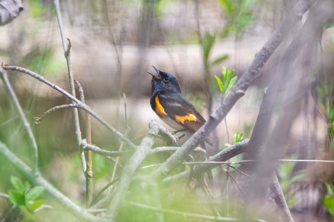 American Redstart - ML448282721