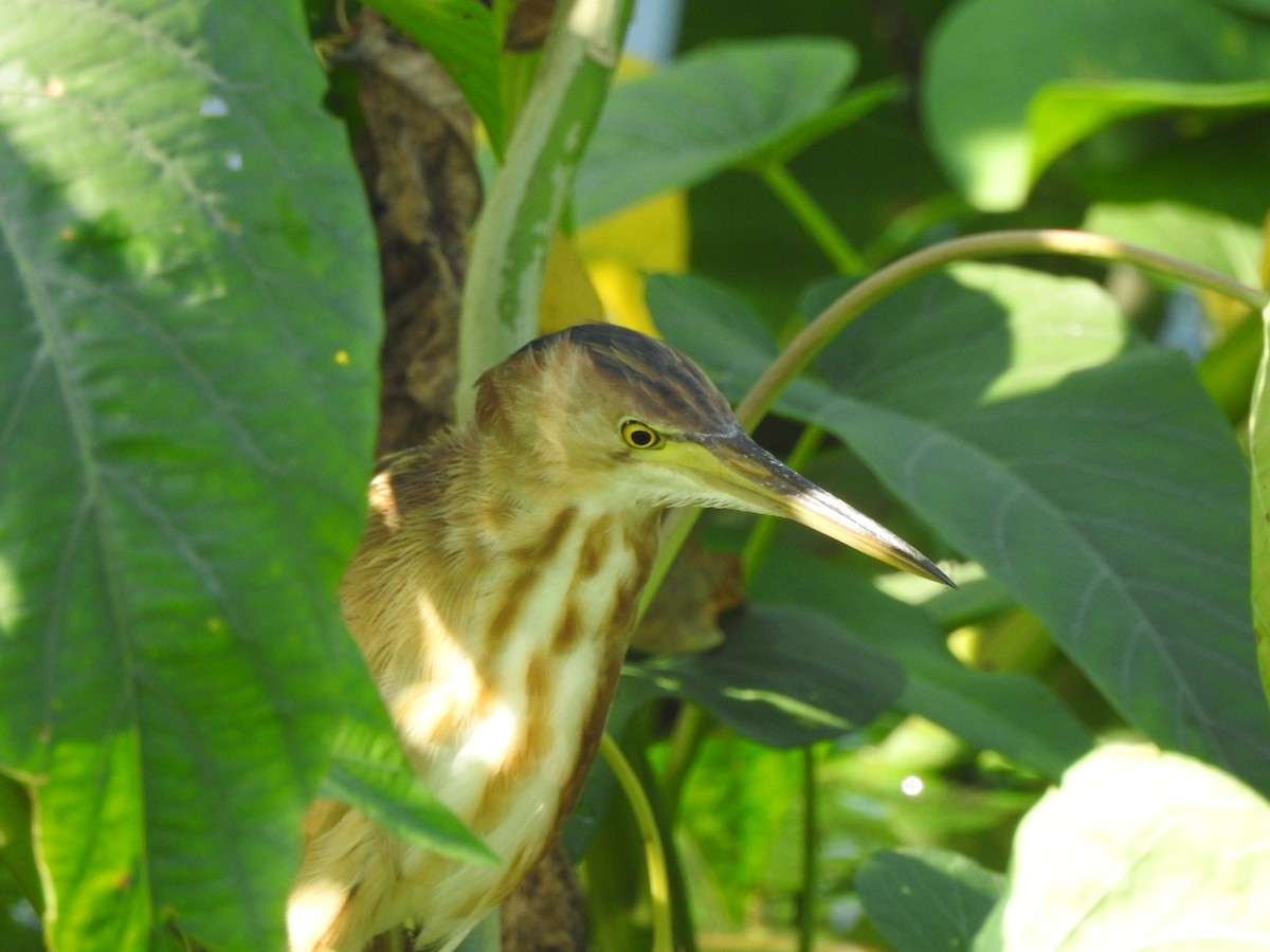 Yellow Bittern - ML448282781