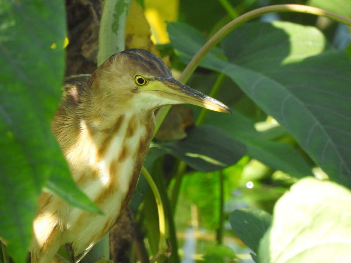 Yellow Bittern - ML448282831