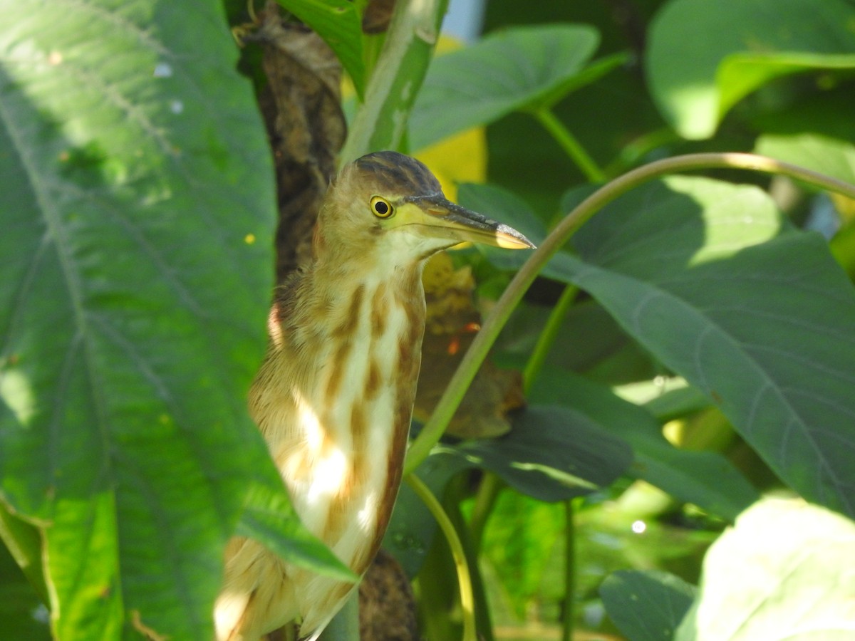 Yellow Bittern - ML448282851