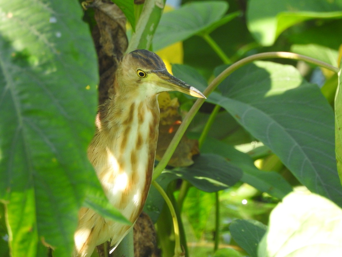 Yellow Bittern - ML448282871