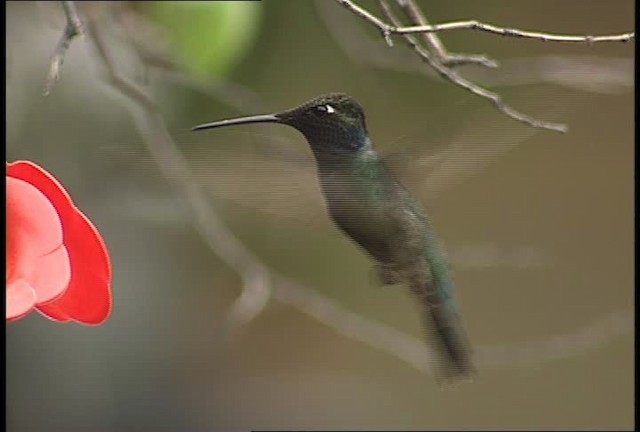 Rivoli's Hummingbird - ML448283