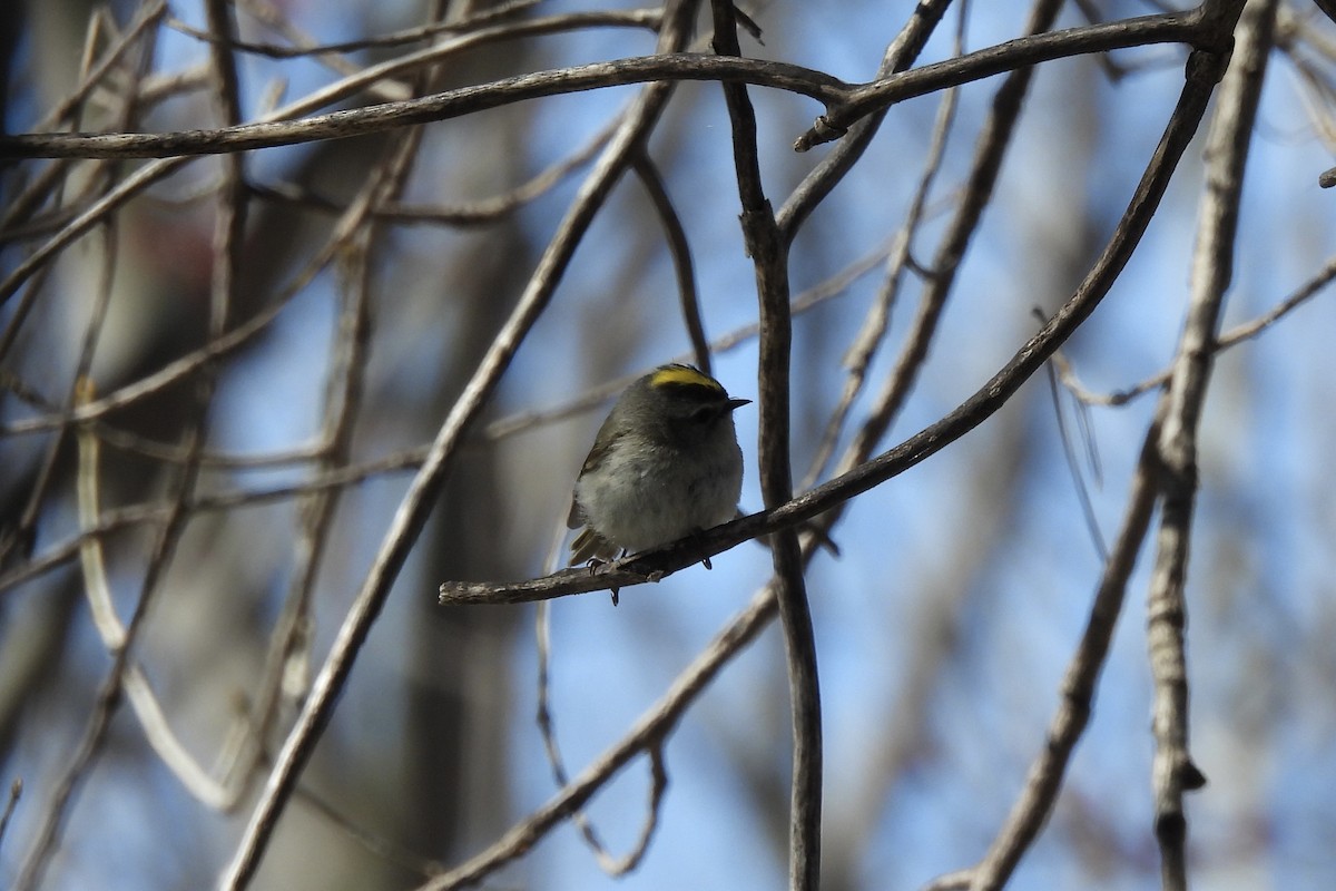 Golden-crowned Kinglet - Mathis Boisvert