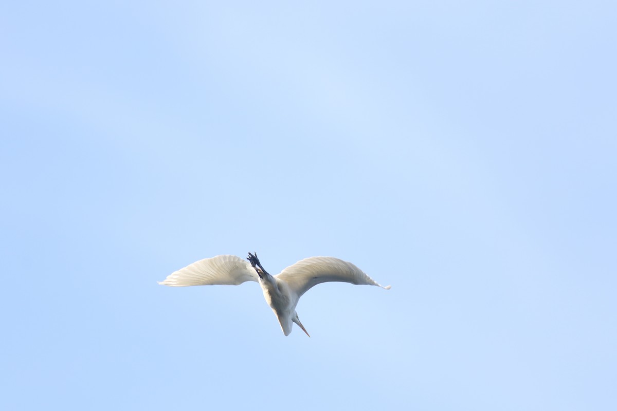 Great Egret - ML448284241