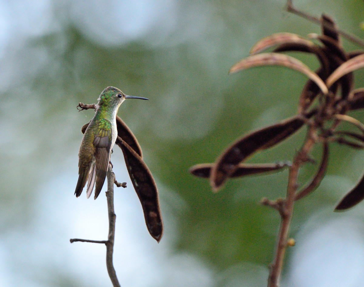 Azure-crowned Hummingbird - ML44828531