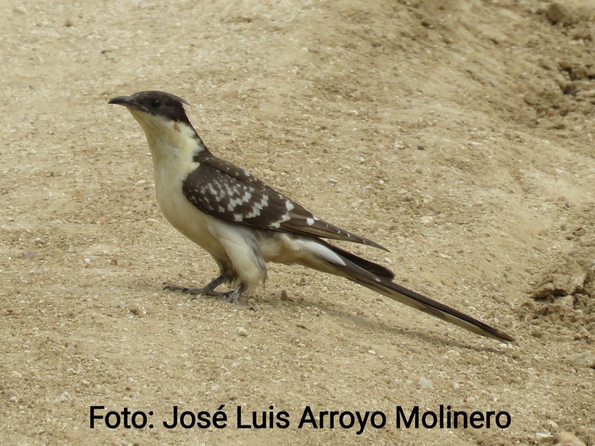 Great Spotted Cuckoo - ML448285631