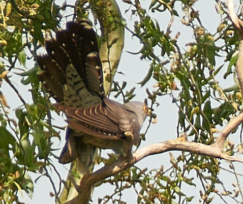 Common Cuckoo - Michele Stenico