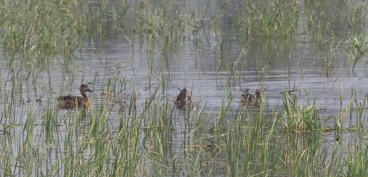 Northern Shoveler - ML44828621