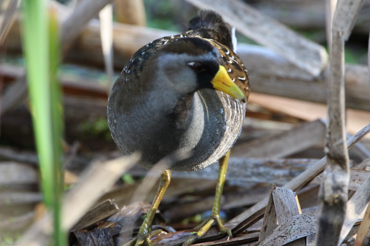 Polluela Sora - ML448288041