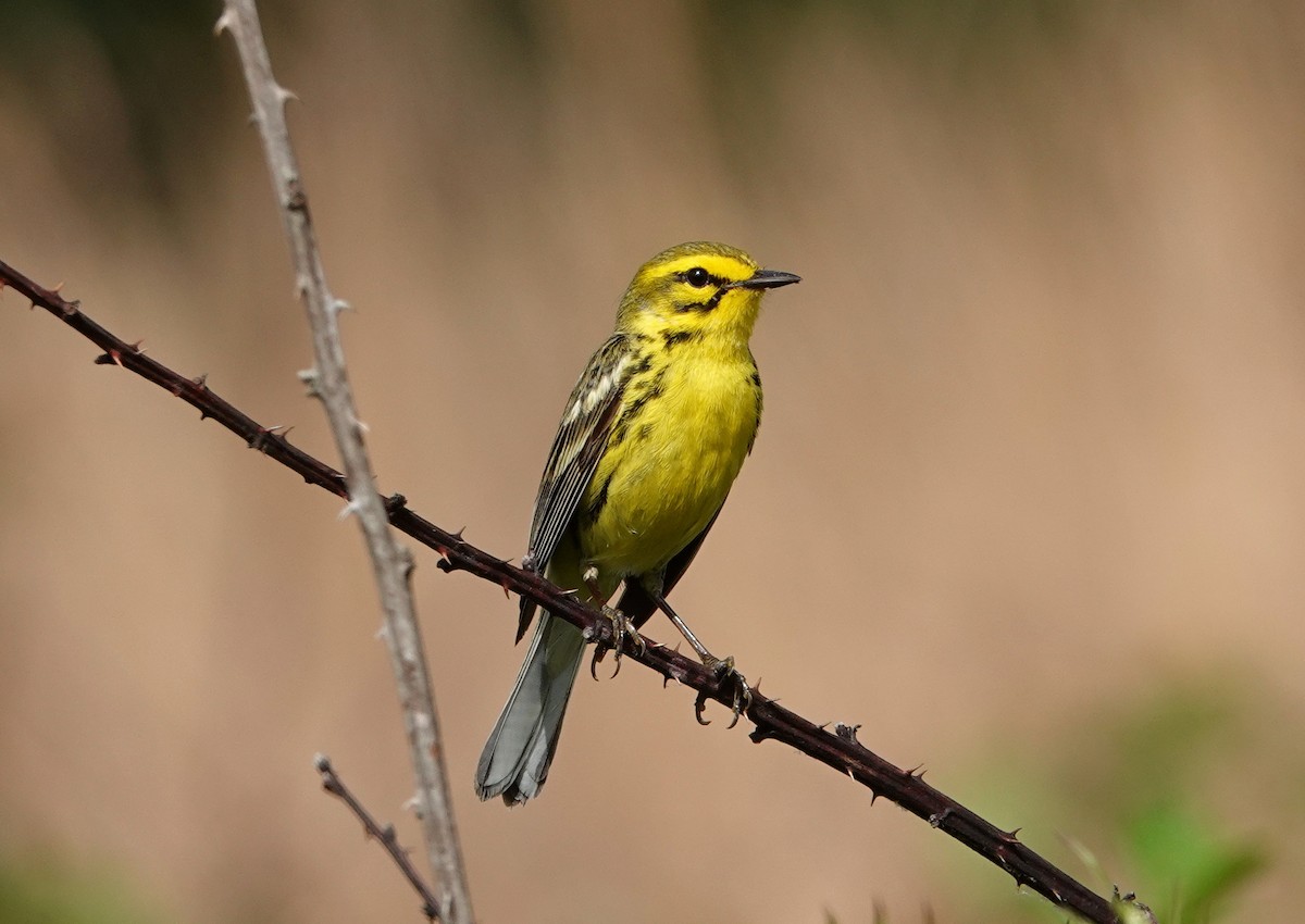 Prairie Warbler - ML448288111