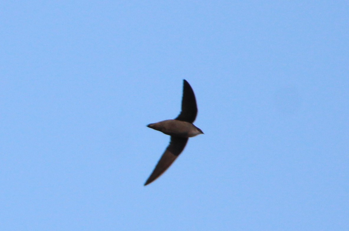 Chimney Swift - ML448288811