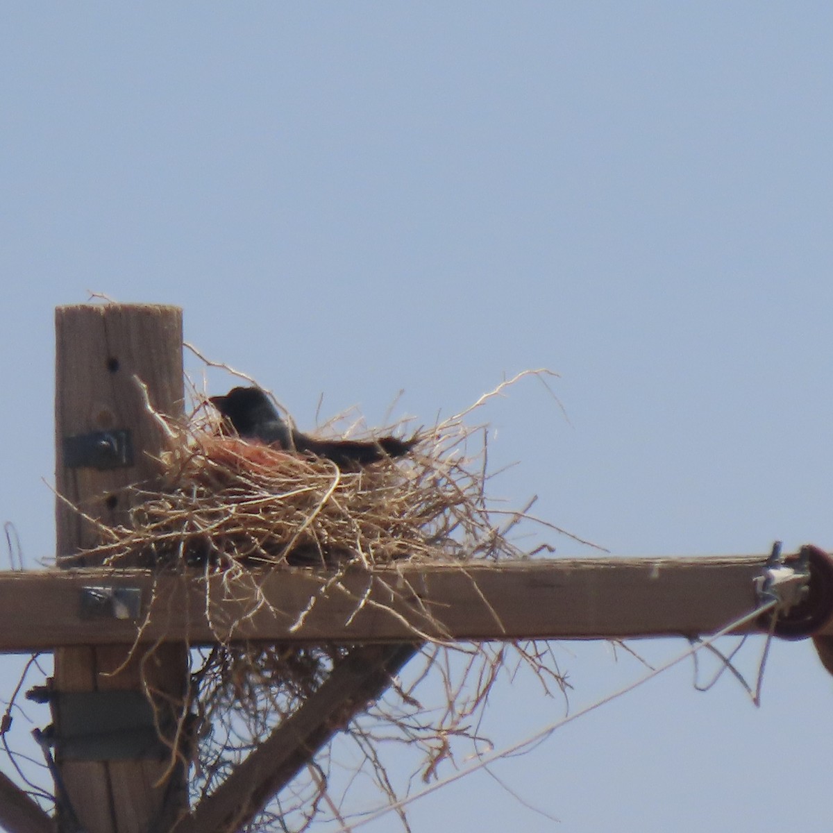 Chihuahuan Raven - ML448288911