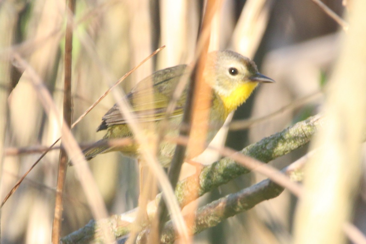 Common Yellowthroat - ML448289081