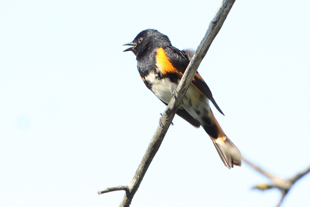 American Redstart - ML448289171