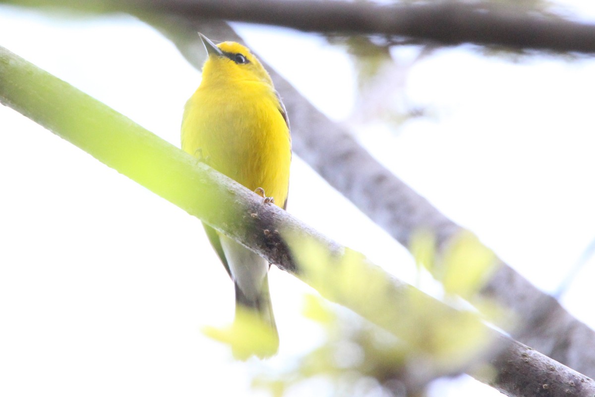 Blue-winged Warbler - ML448289671