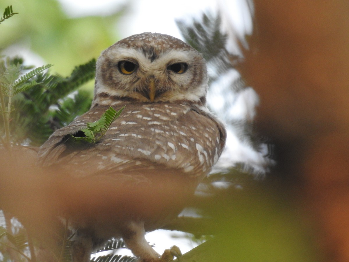 Spotted Owlet - ML448291721