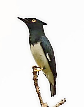 Black-and-white Shrike-flycatcher - ML448292681