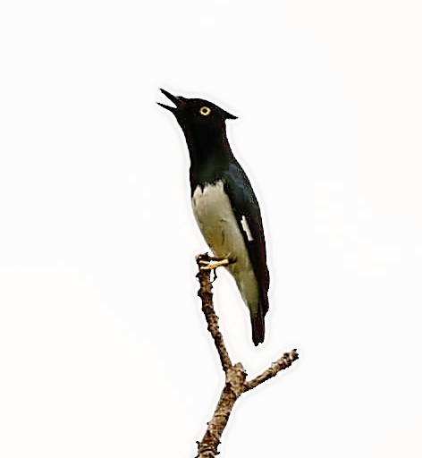 Black-and-white Shrike-flycatcher - ML448292711