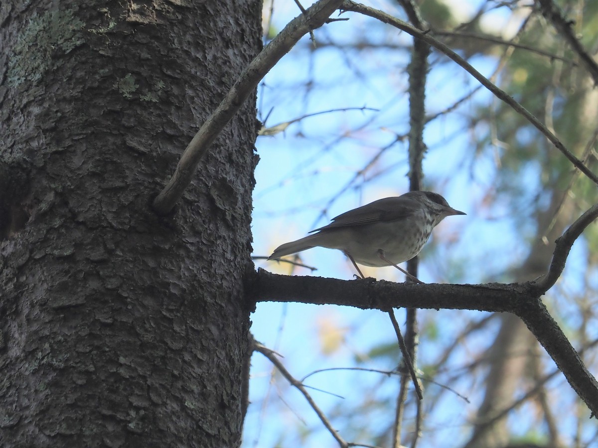 Hermit Thrush (faxoni/crymophilus) - ML448293241