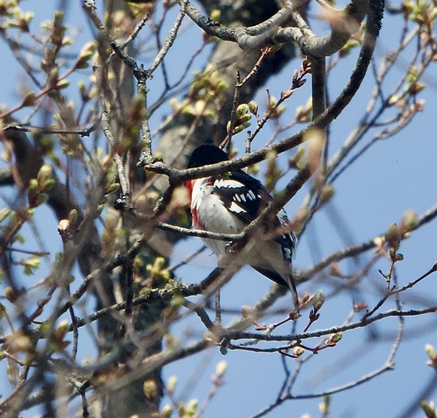 Rose-breasted Grosbeak - ML448294891