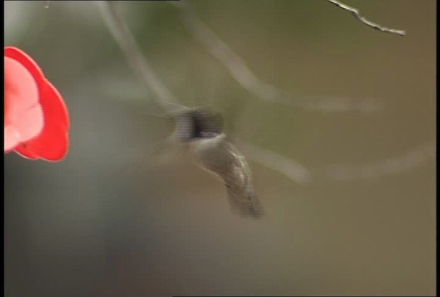 Black-chinned Hummingbird - ML448295
