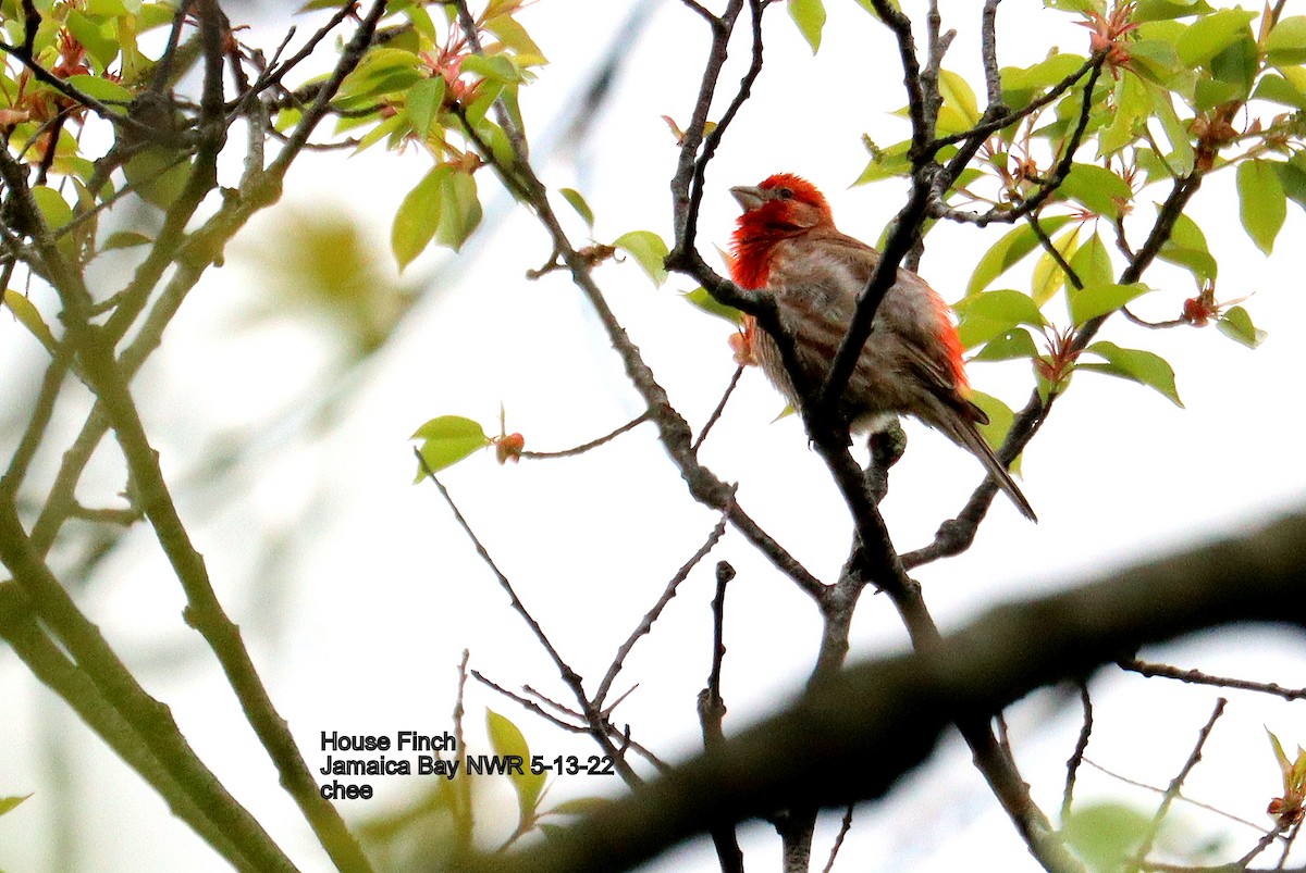 メキシコマシコ - ML448295271